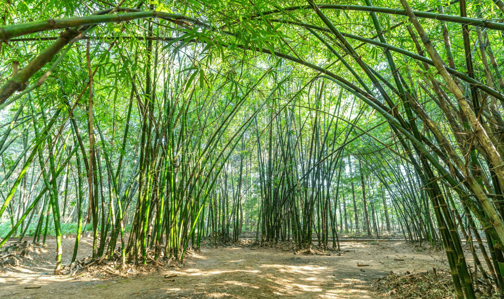 Bamboo forest